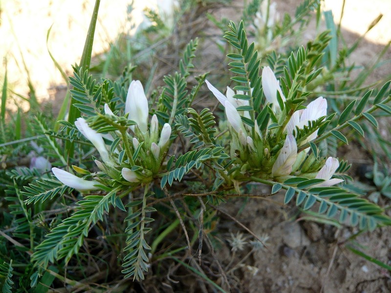 Astragalus cryptocarpos