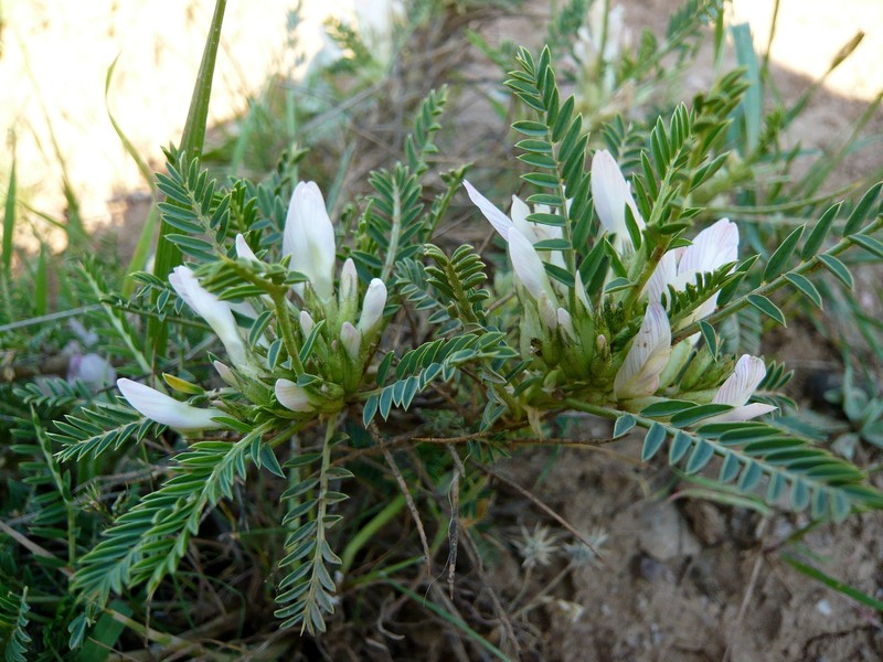 Astragalus cryptocarpos photo 2