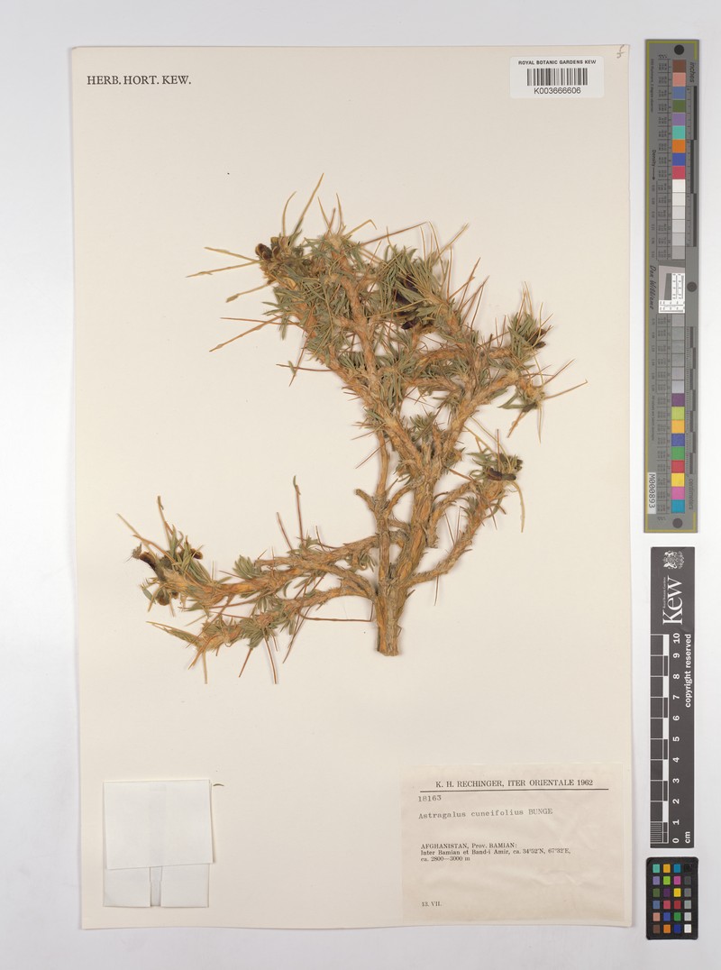 Astragalus cuneifolius photo 2