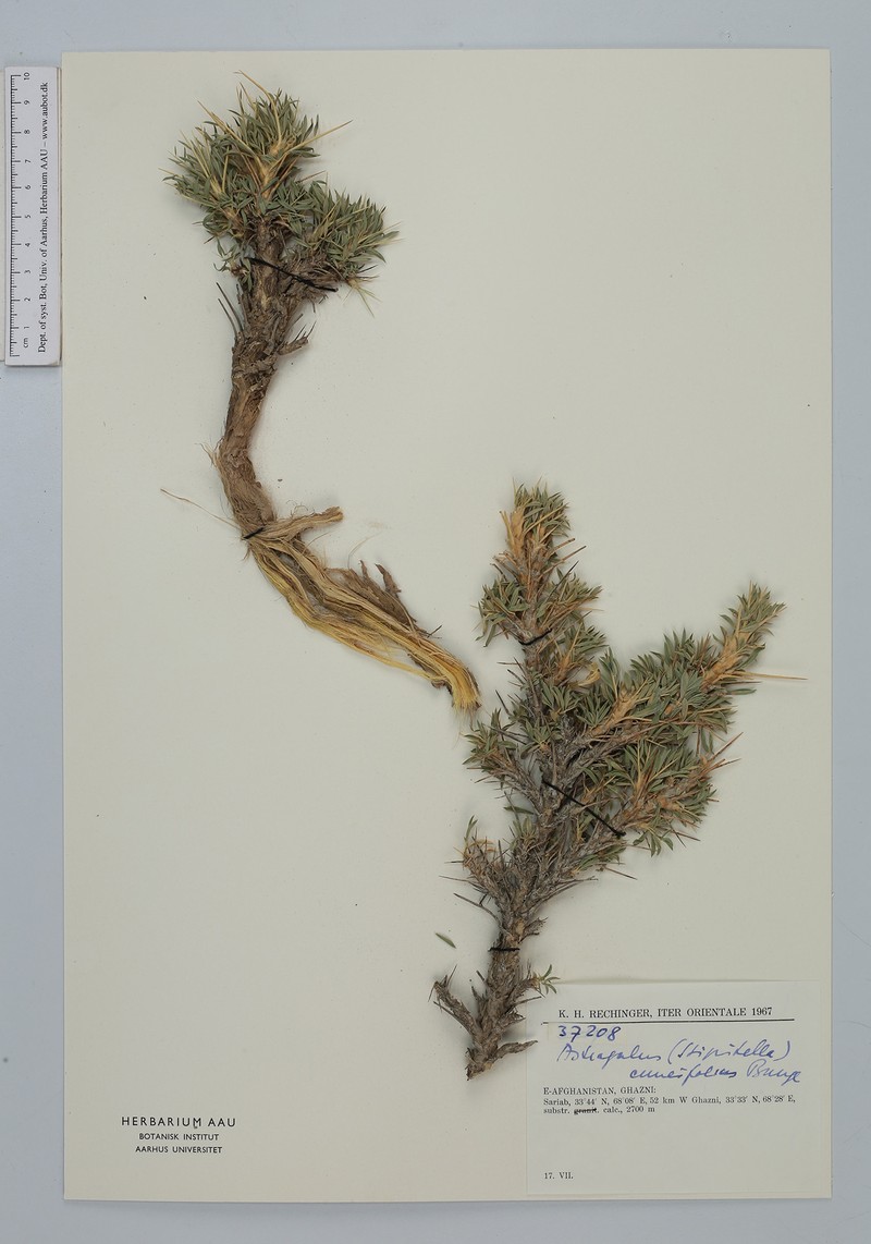Astragalus cuneifolius