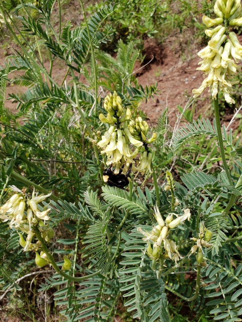 Morro Milkvetch