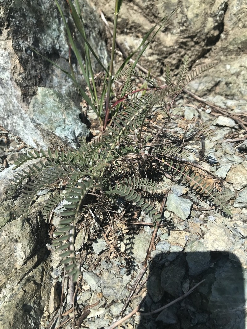 Morro Milkvetch photo 2