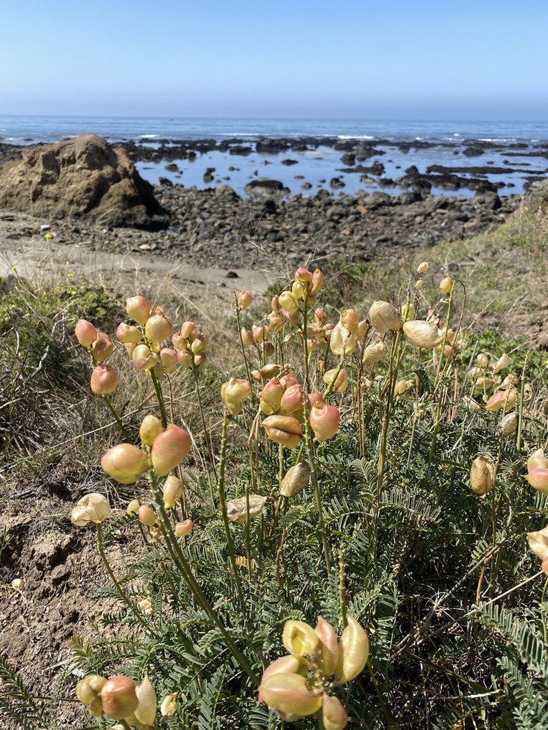 Morro Milkvetch photo 3