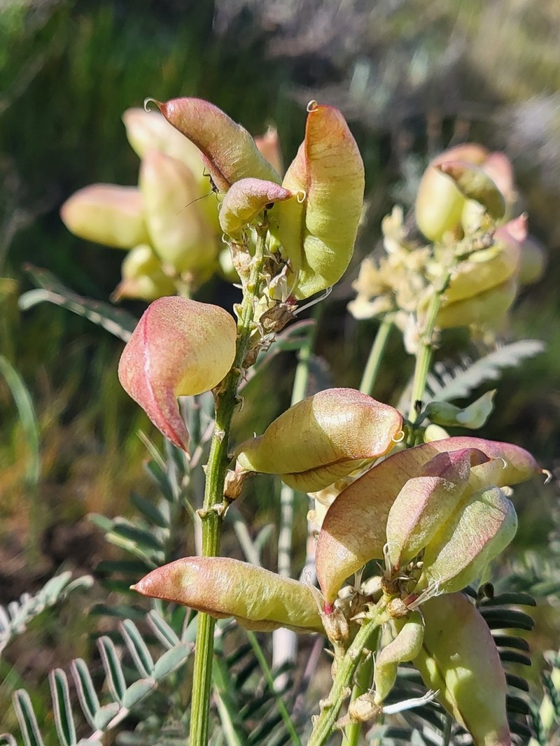 Morro Milkvetch photo 4