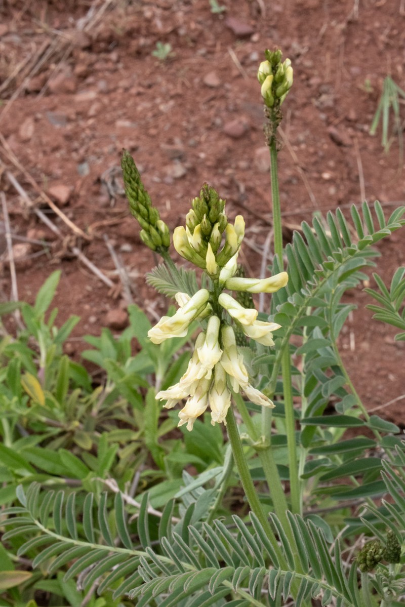 Morro Milkvetch photo 5