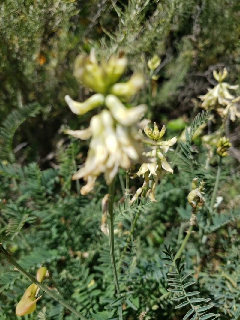 Morro Milkvetch photo 6
