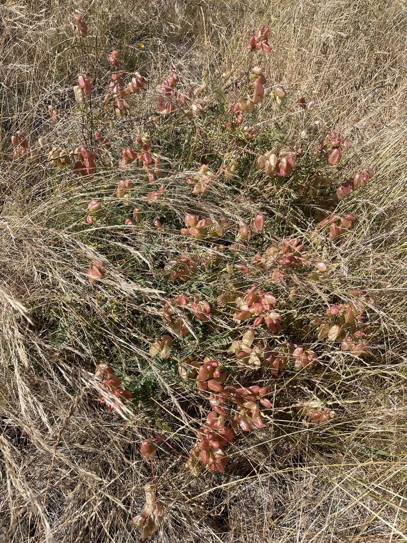 Morro Milkvetch photo 7