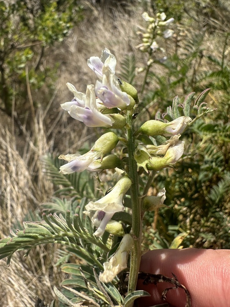 Morro Milkvetch photo 8