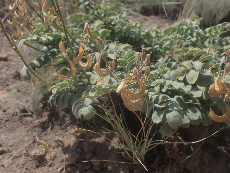 Curvepod Milkvetch photo 2