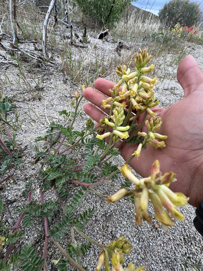 Curvepod Milkvetch photo 3