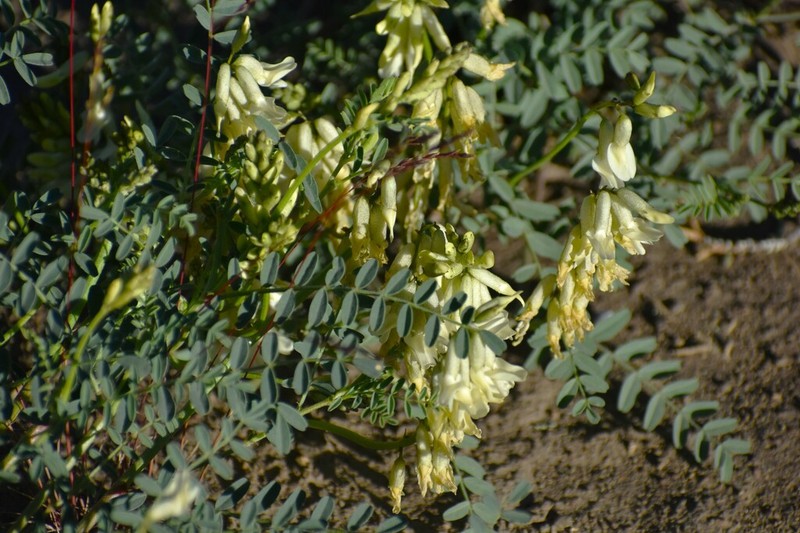 Curvepod Milkvetch photo 4