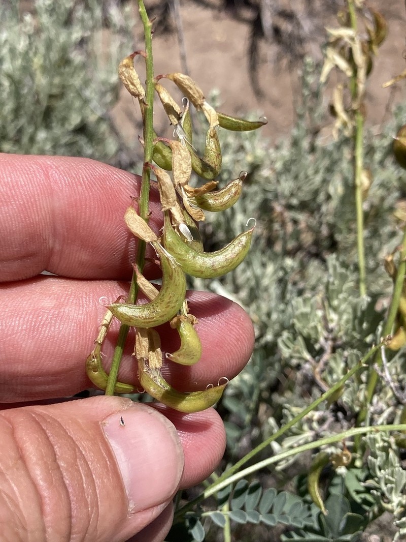 Curvepod Milkvetch photo 5