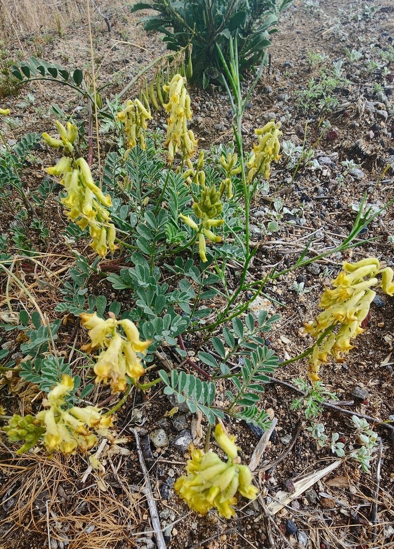Curvepod Milkvetch photo 6