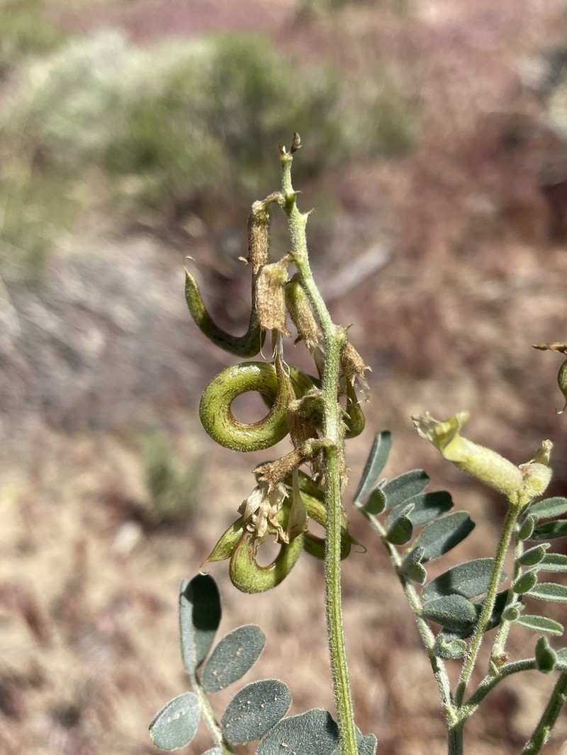 Curvepod Milkvetch photo 7