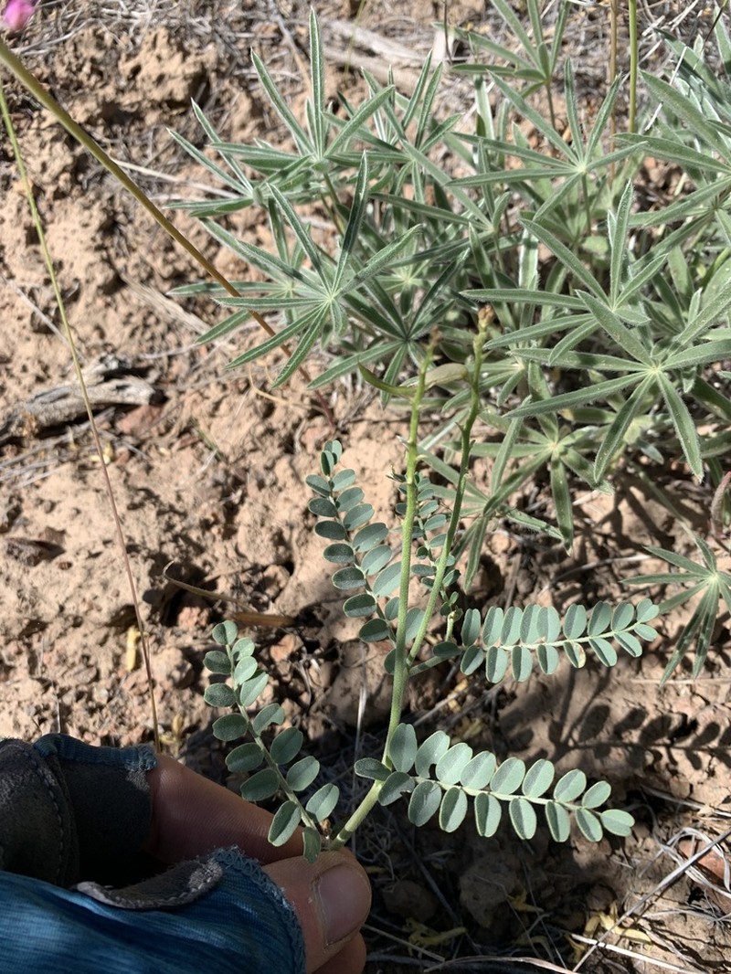 Curvepod Milkvetch photo 8