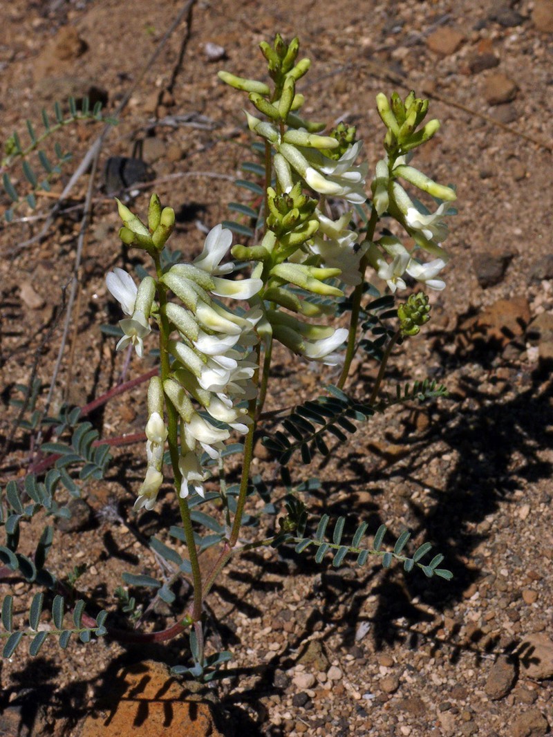 Curvepod Milkvetch