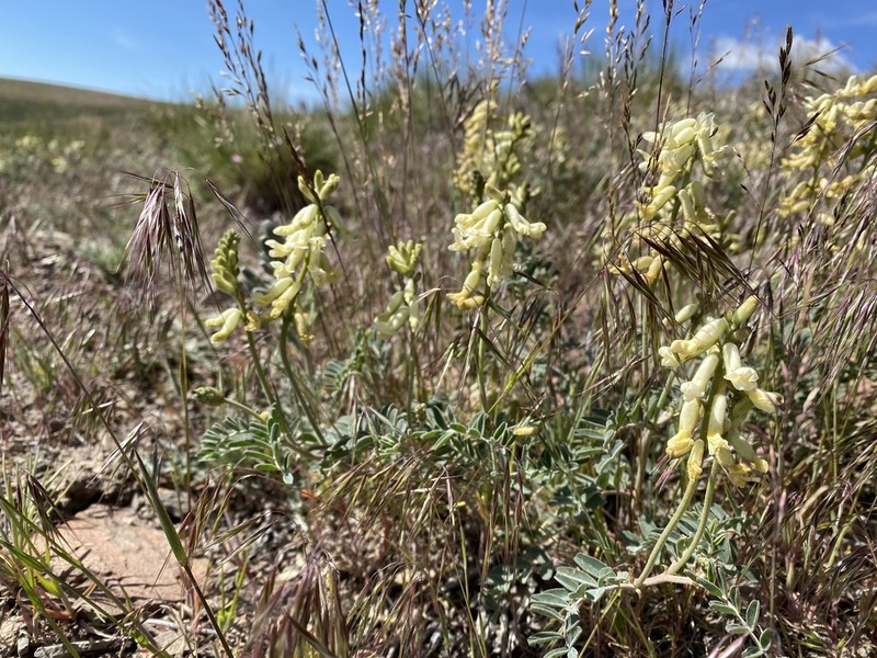 Curvepod Milkvetch photo 2