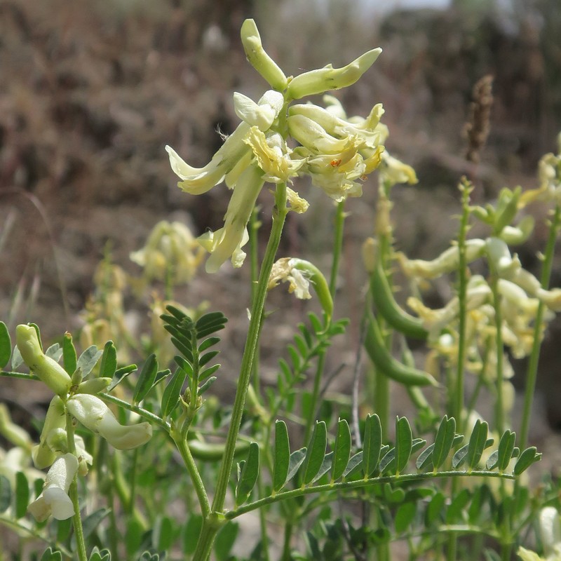 Astragalus curvicarpus var. brachycodon