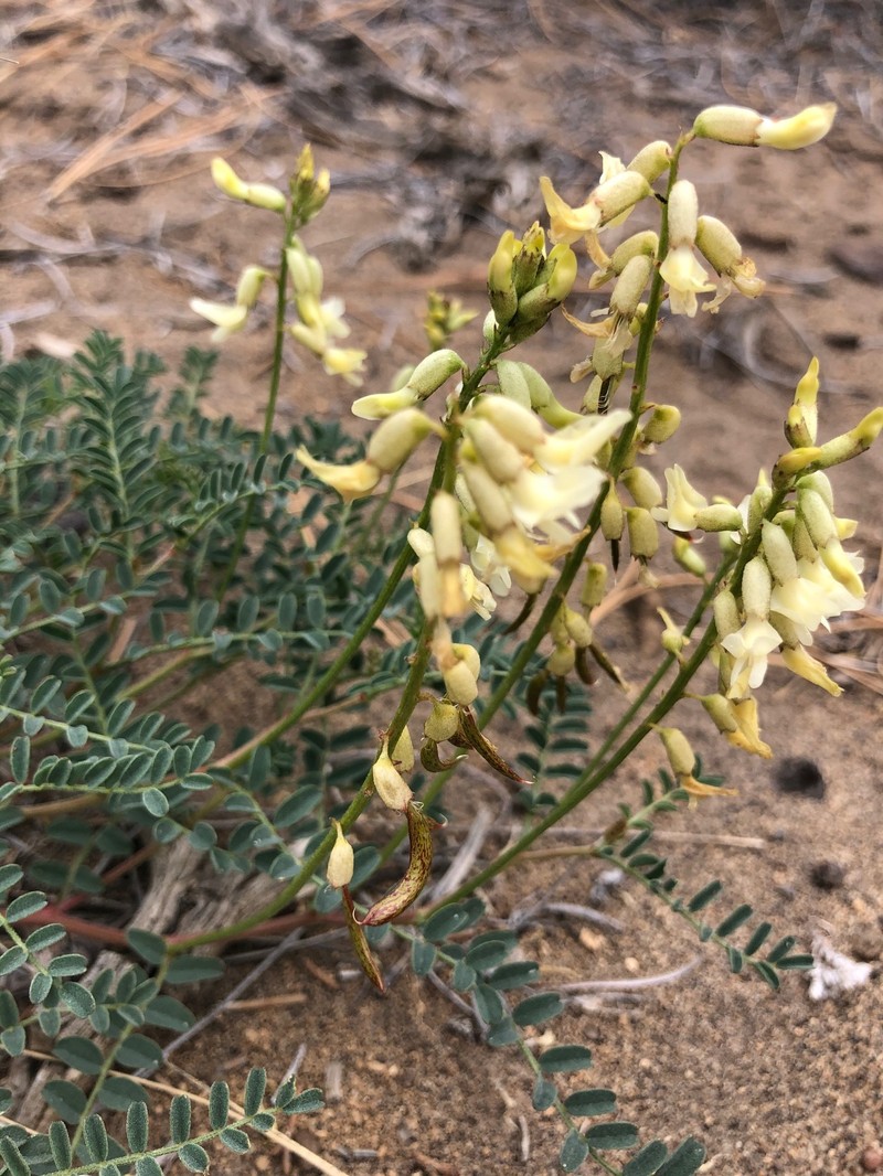 Astragalus curvicarpus var. brachycodon photo 2