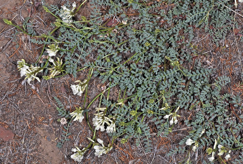 Astragalus curvicarpus var. brachycodon photo 3