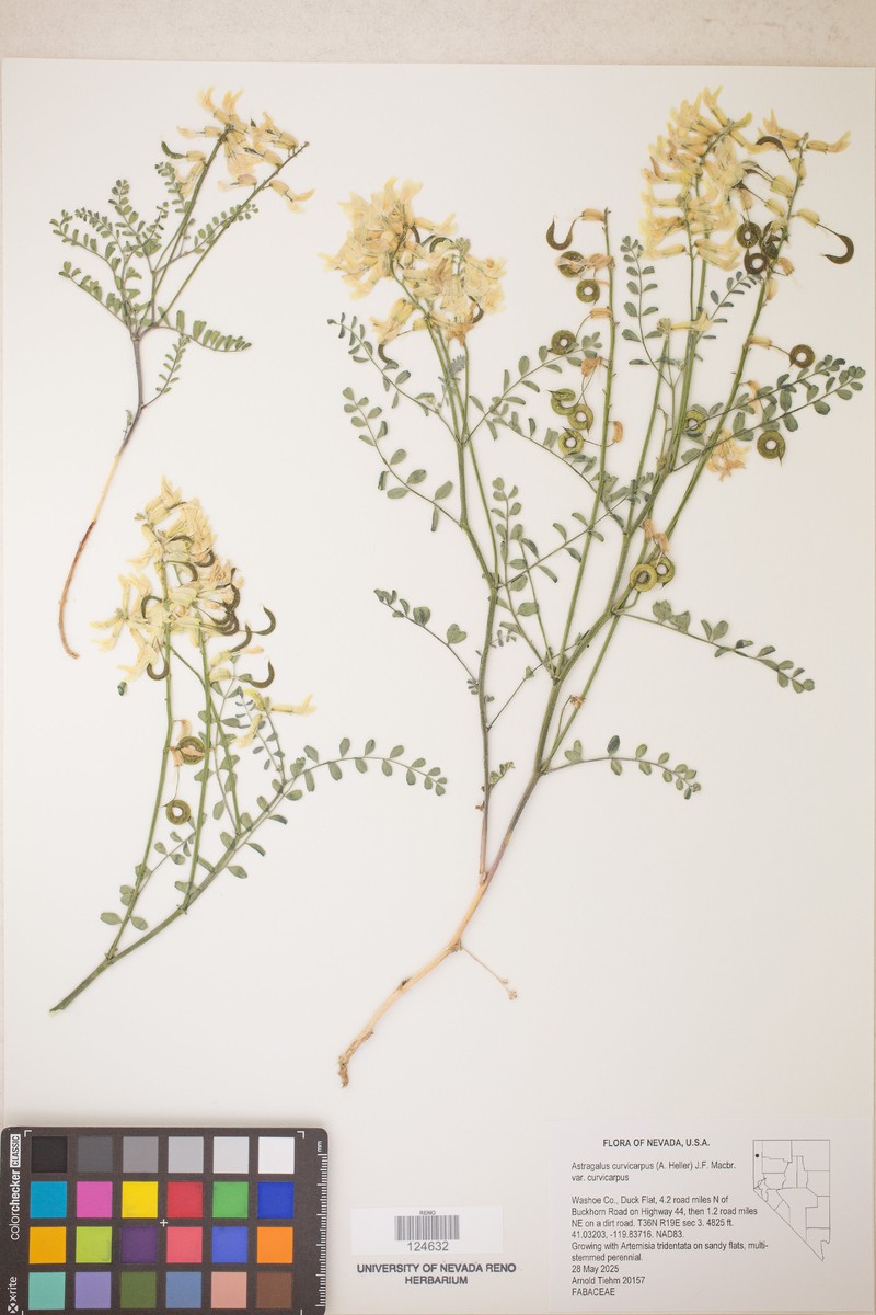 Astragalus curvicarpus var. curvicarpus photo 2