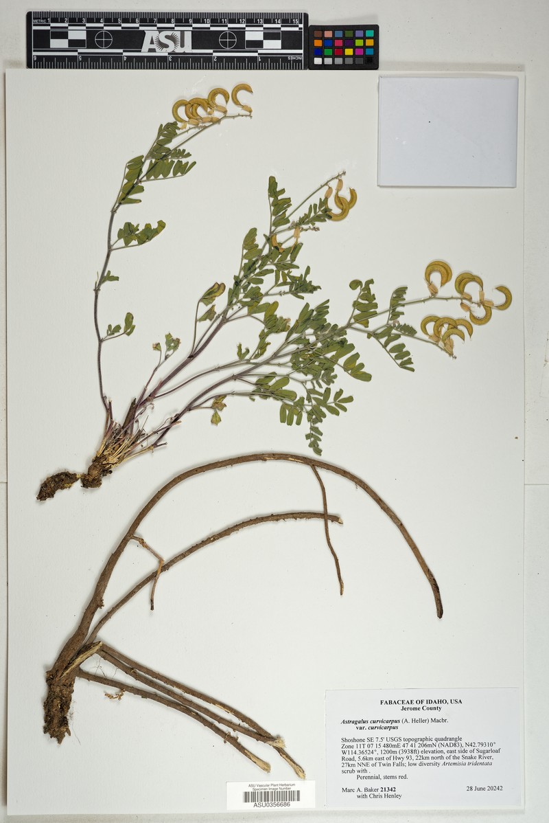 Astragalus curvicarpus var. curvicarpus photo 3