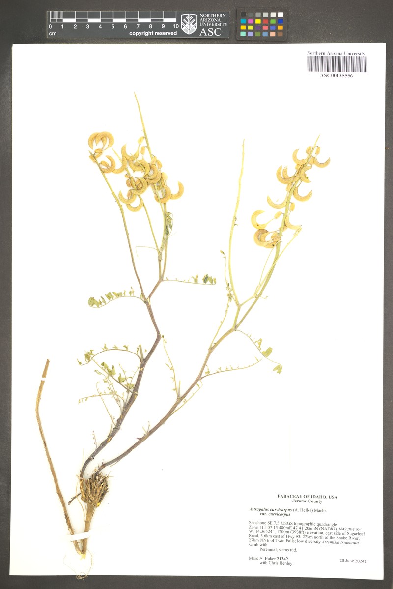 Astragalus curvicarpus var. curvicarpus photo 4