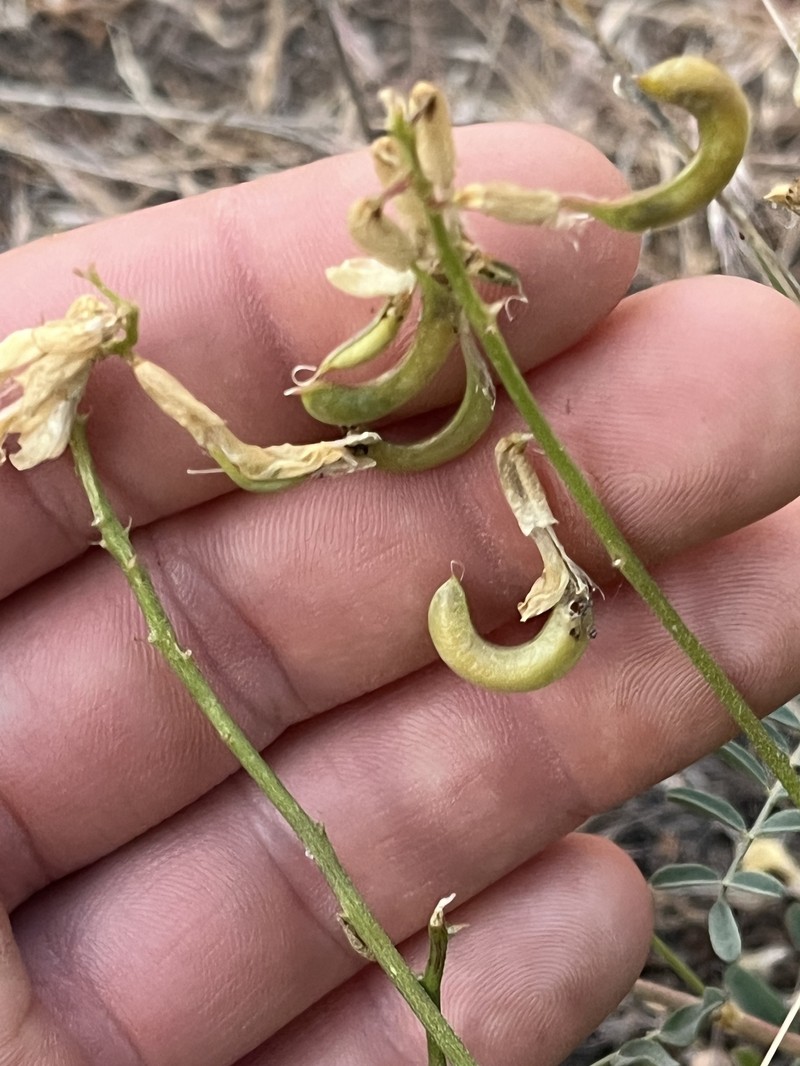 Astragalus curvicarpus var. curvicarpus