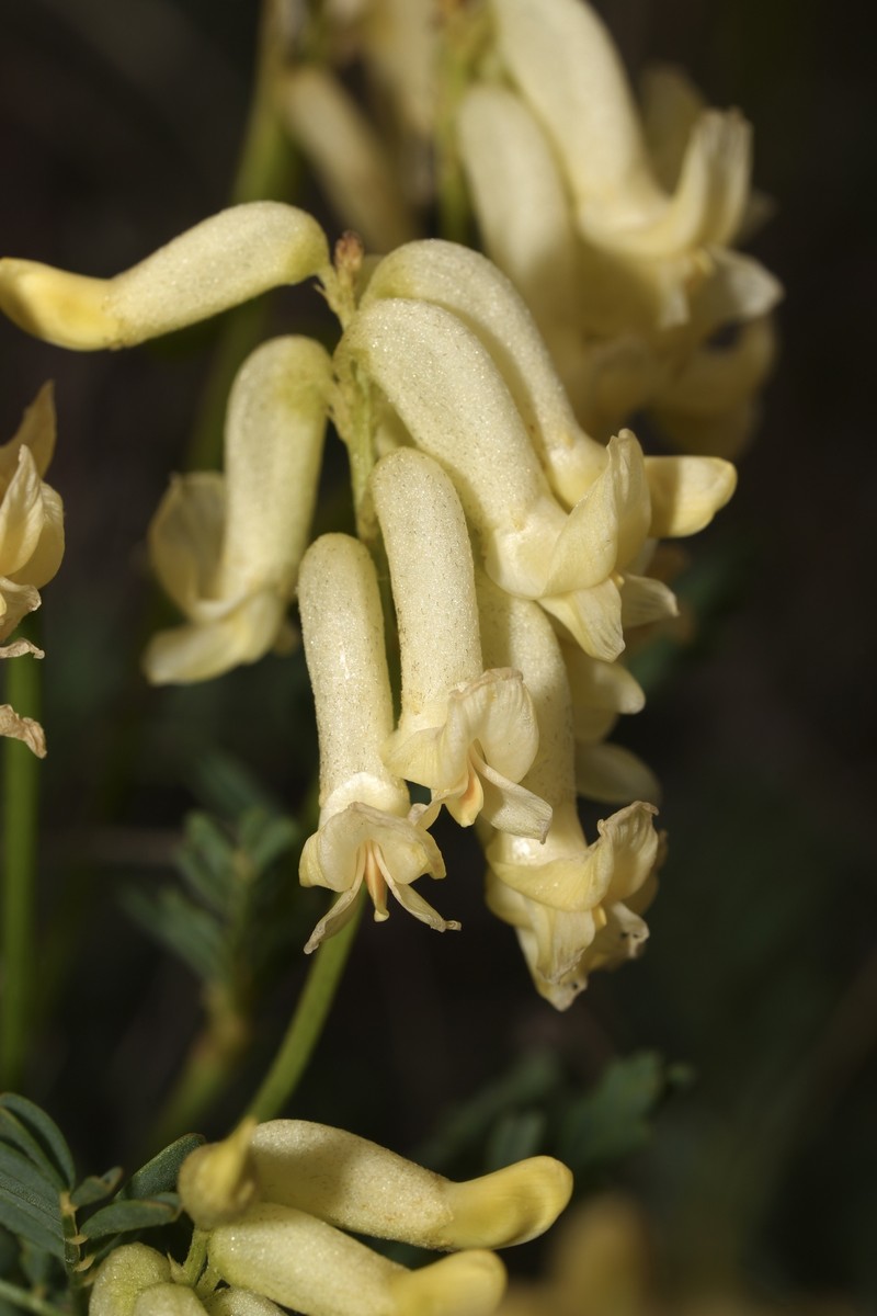 Astragalus curvicarpus var. subglaber