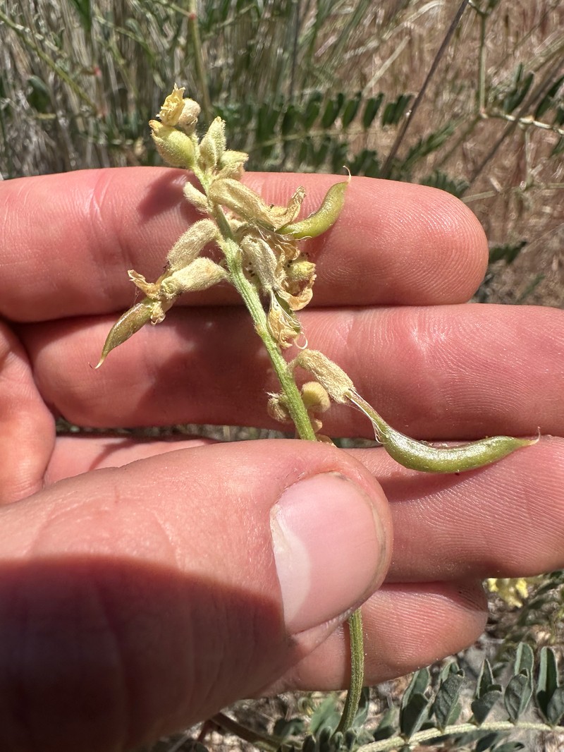 Astragalus curvicarpus var. subglaber photo 2