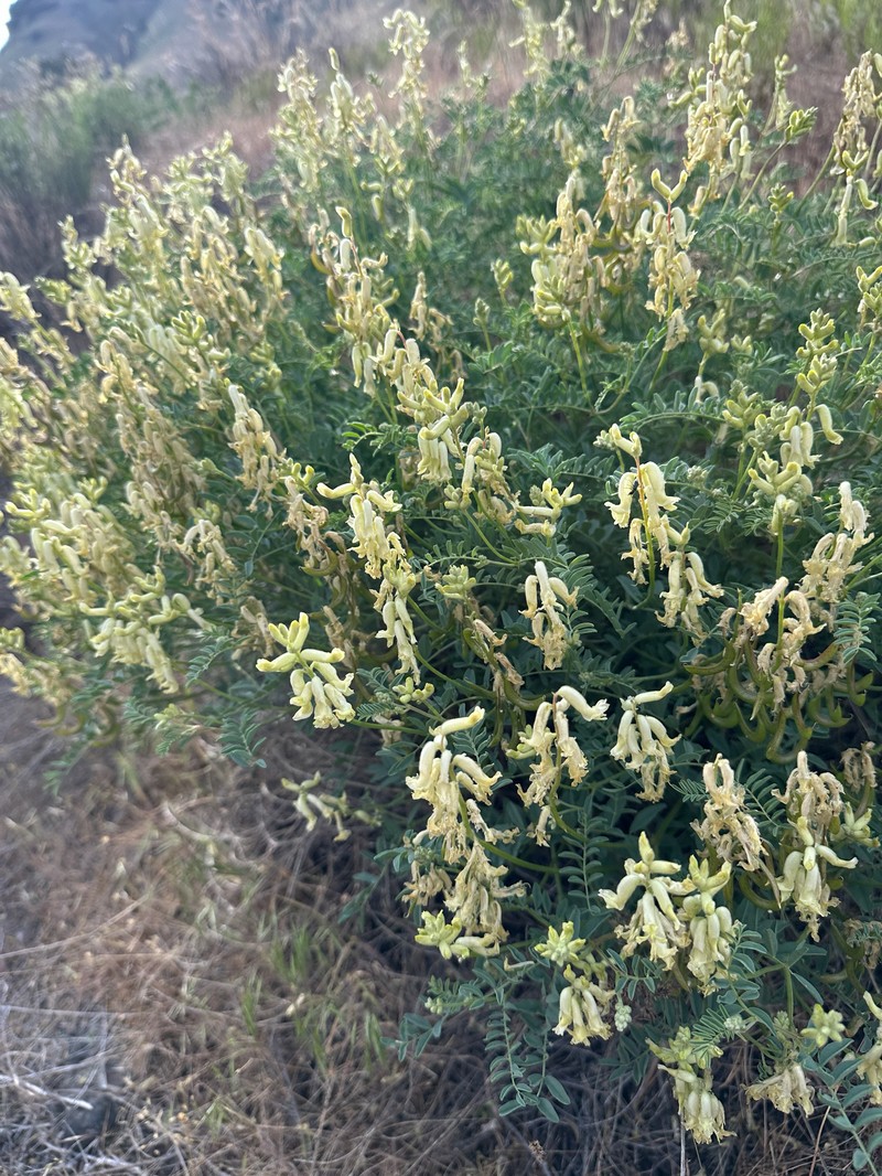 Astragalus curvicarpus var. subglaber photo 3
