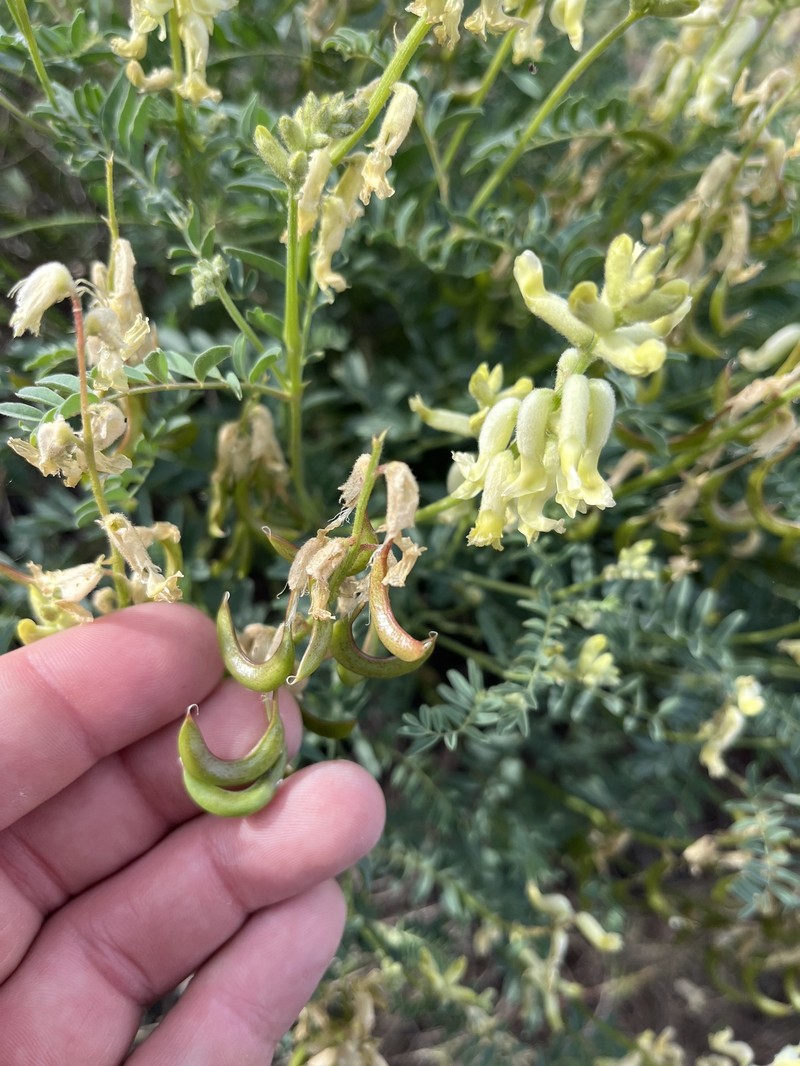 Astragalus curvicarpus var. subglaber photo 4