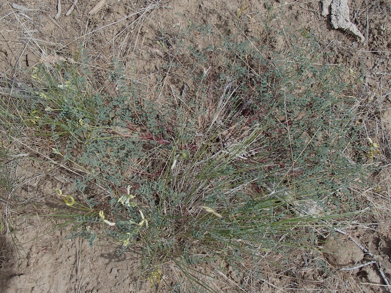 Astragalus curvicarpus var. subglaber photo 5
