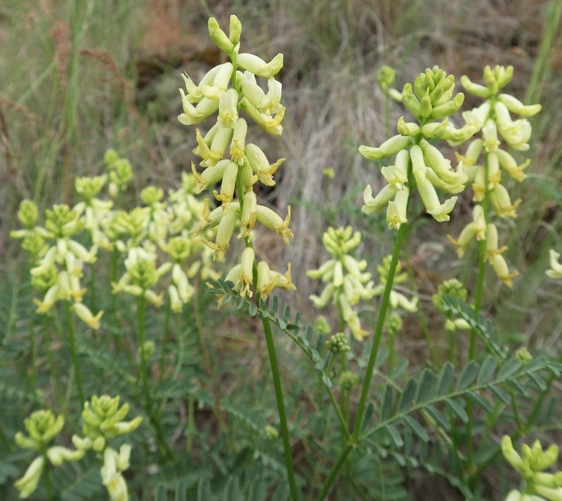 Astragalus curvicarpus var. subglaber photo 6