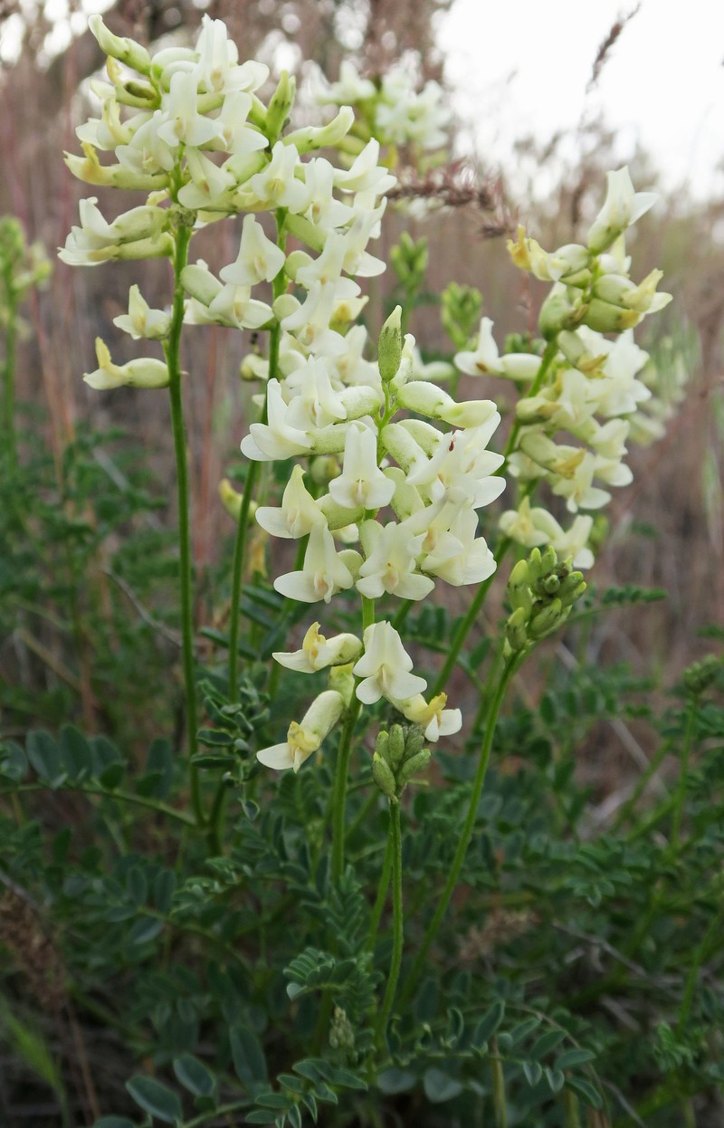 Astragalus curvicarpus var. subglaber photo 7