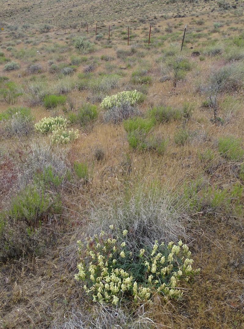 Astragalus curvicarpus var. subglaber photo 8