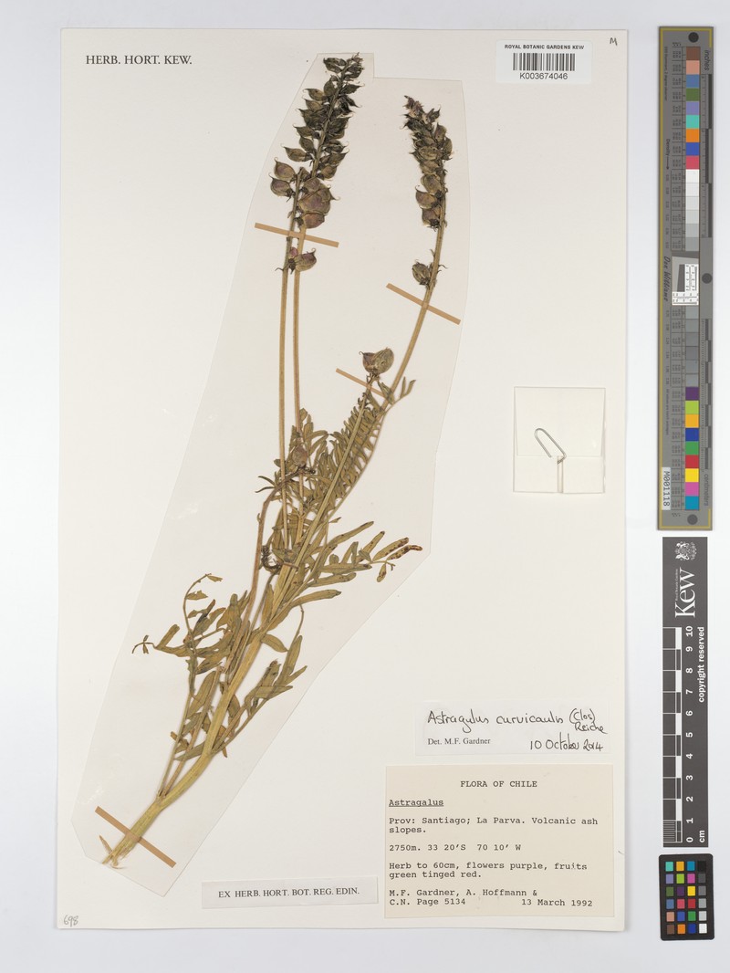 Astragalus curvicaulis