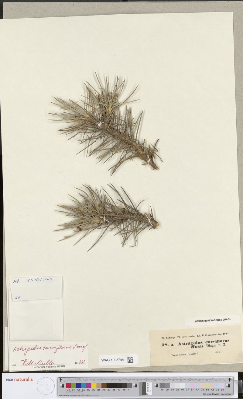 Astragalus curviflorus photo 2