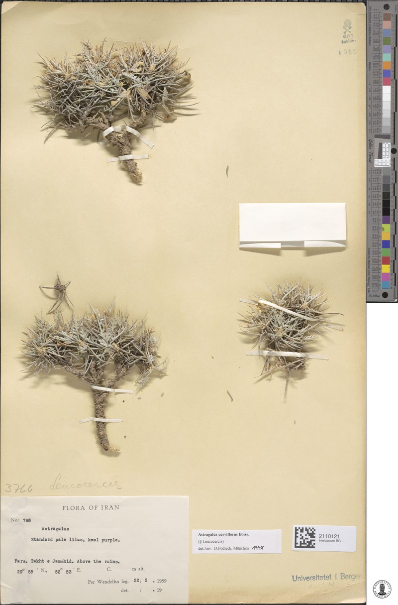 Astragalus curviflorus