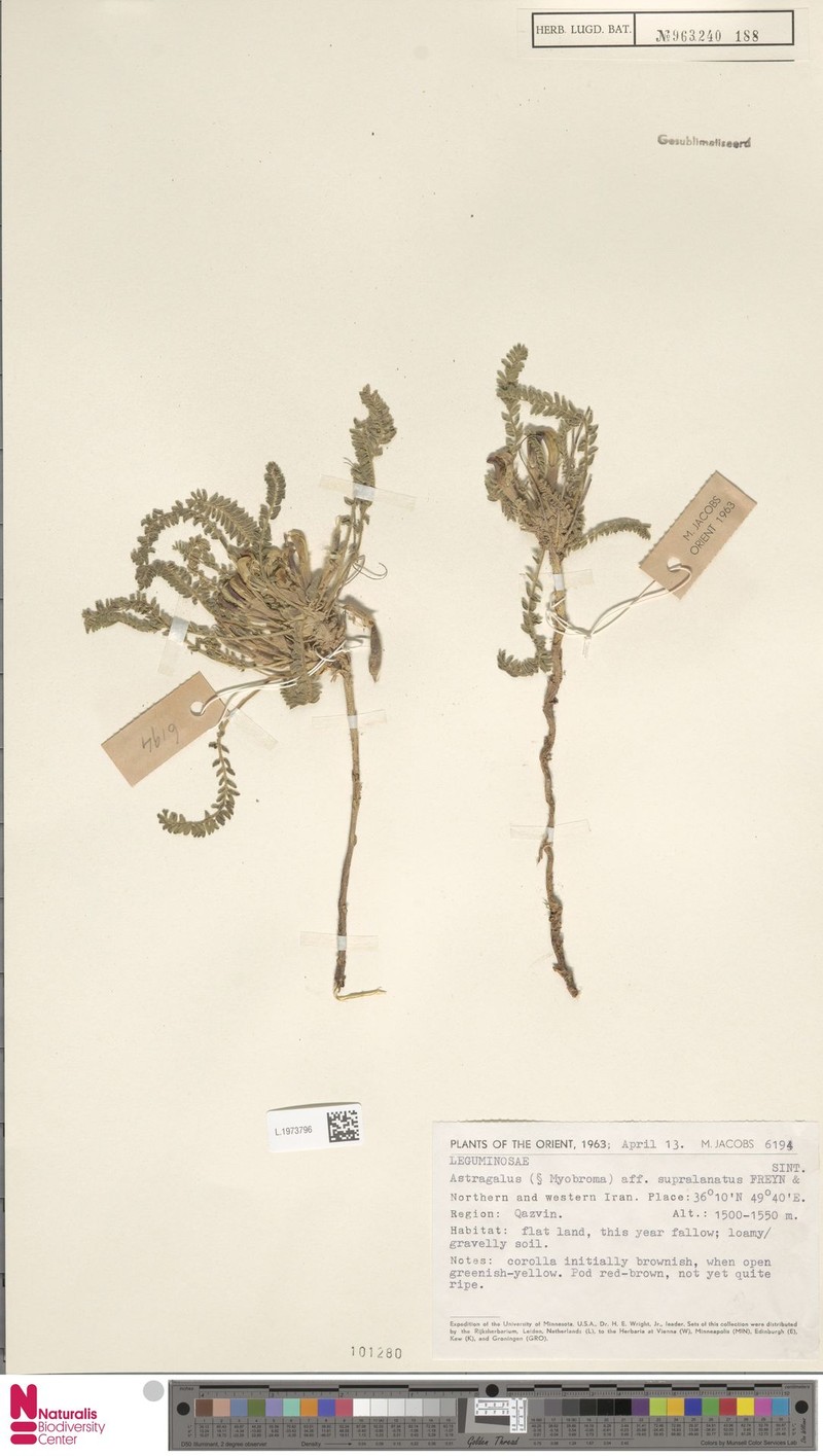 Astragalus curvipes photo 2