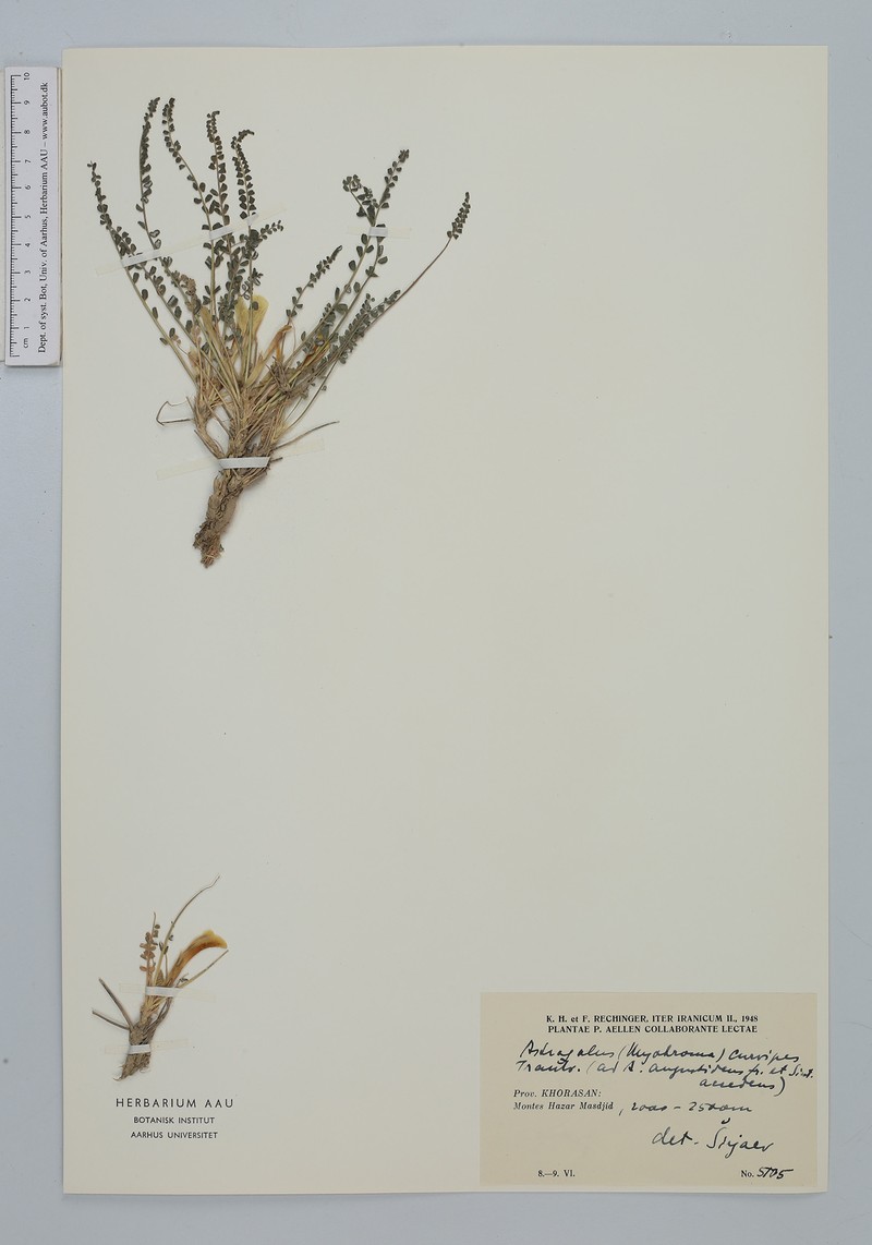 Astragalus curvipes