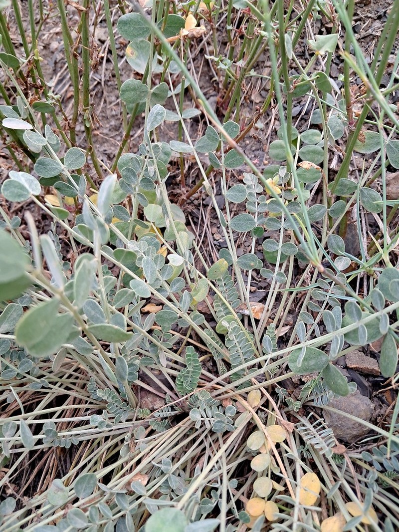 Astragalus curvirostris