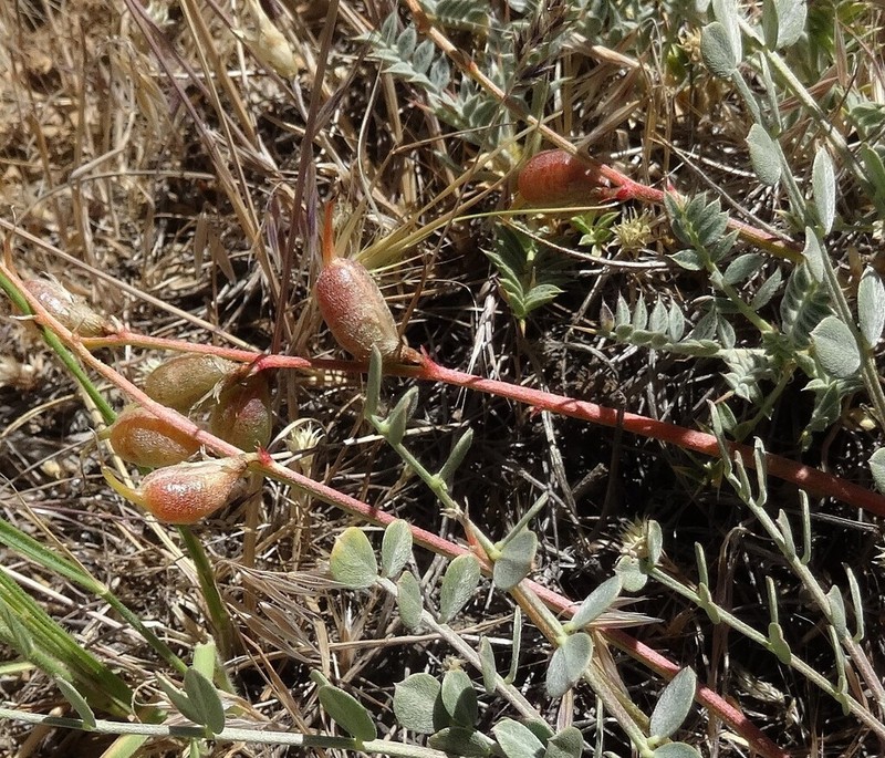 Astragalus curvirostris photo 3