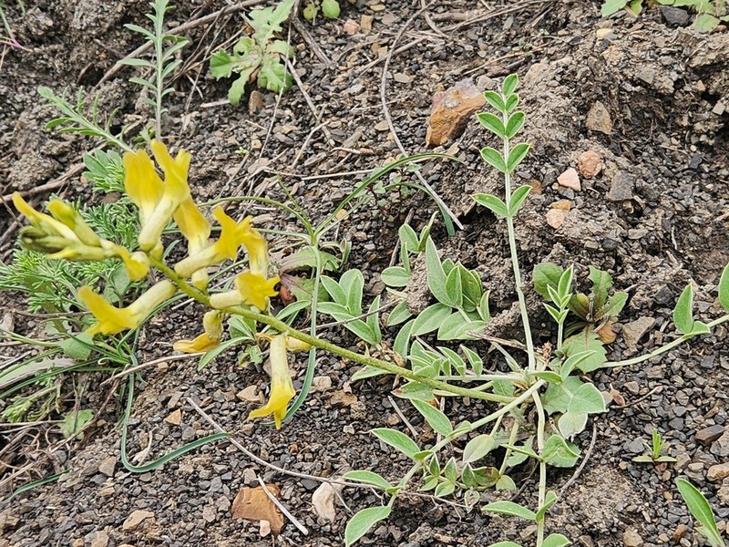 Astragalus cuscutae