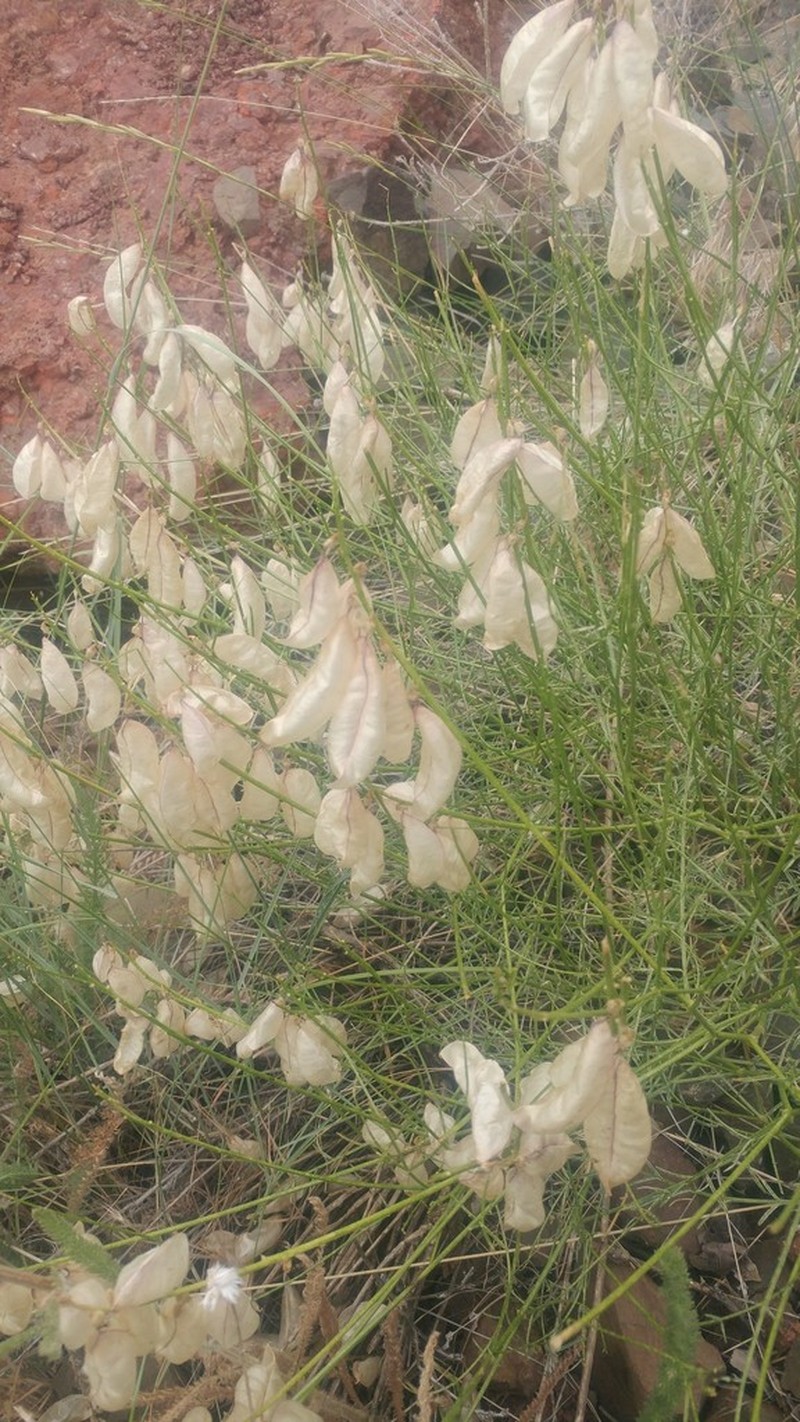 Cusick's Milkvetch