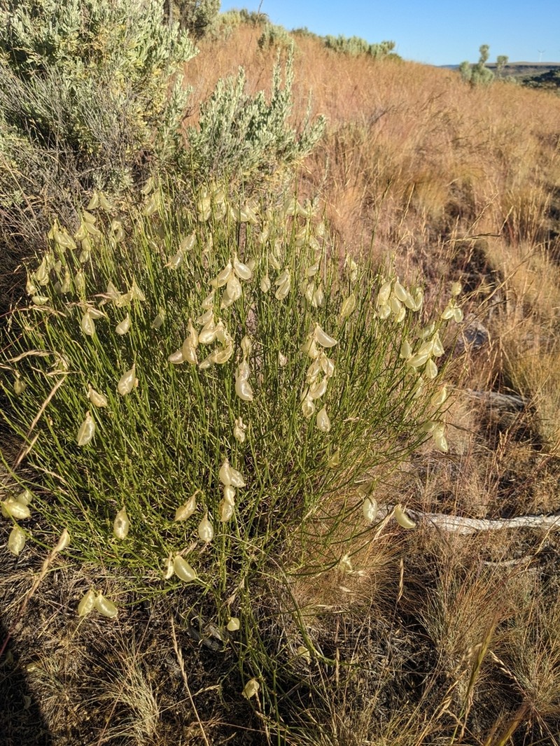 Cusick's Milkvetch photo 2