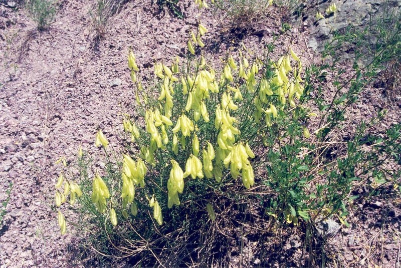 Cusick's Milkvetch photo 3