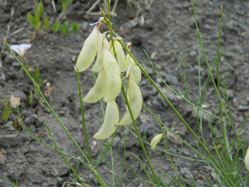 Cusick's Milkvetch photo 4