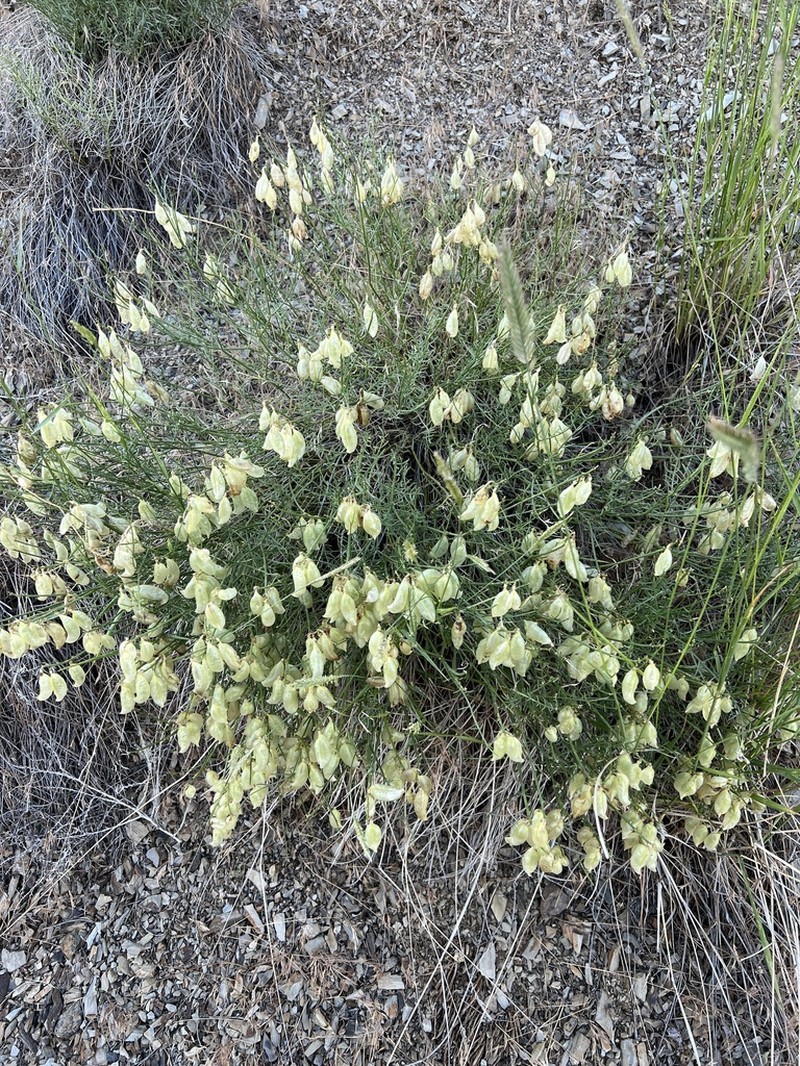 Cusick's Milkvetch photo 5