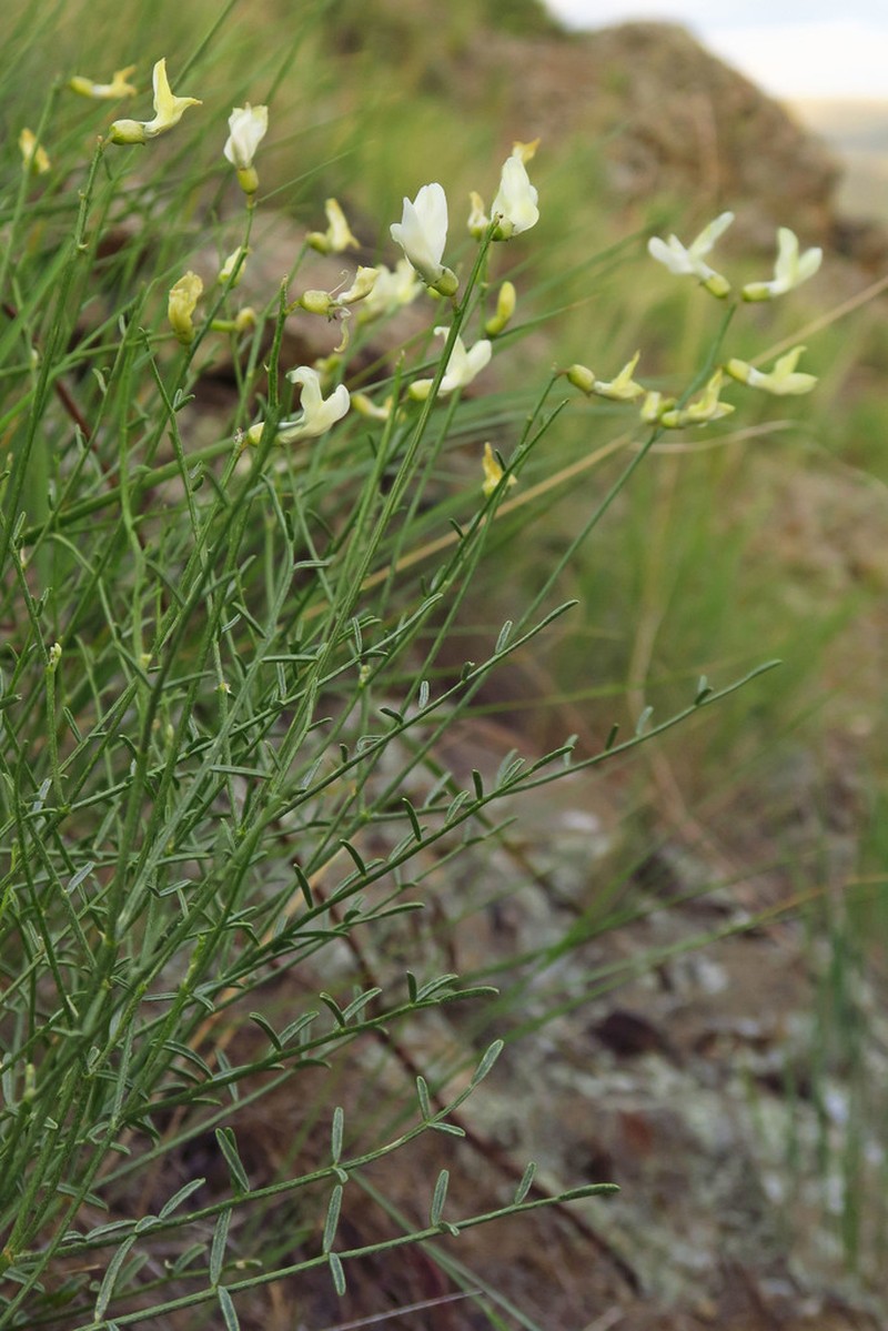 Cusick's Milkvetch photo 6